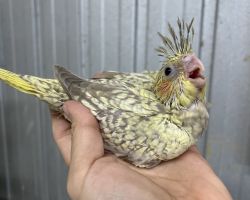 シナモンパール