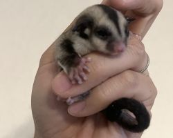 フクロモモンガ♂