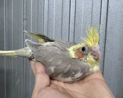 シナモンパイド