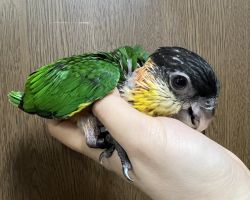 ズグロシロハラインコ♂