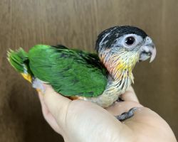 ズグロシロハラインコ♀