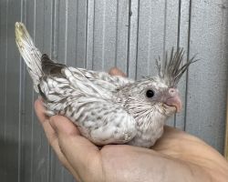 WFシナモンパール