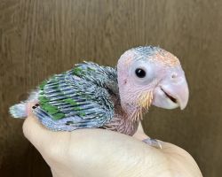 シロハラインコ♂