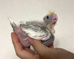 PFシナモンパイド