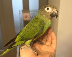 シモフリインコ♂