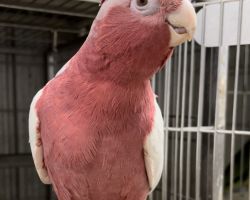 モモイロインコ ルチノー
