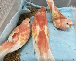 アキクサインコ 手乗りではありません