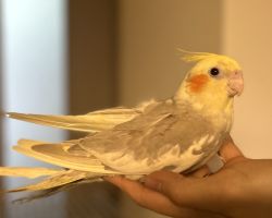 シナモンパイド