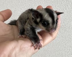 フクロモモンガ♀