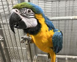 ルリコンゴウインコ♂