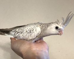 WFシナモンパール