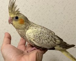 シナモンパール
