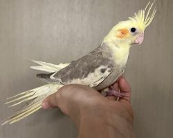 シナモンパイド