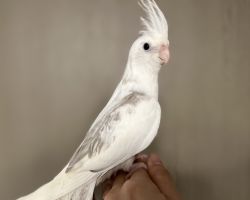 WFシナモンパールミディアムパイド