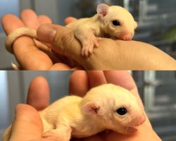 フクロモモンガ ベビー