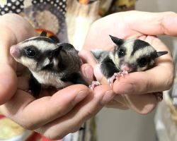 フクロモモンガ