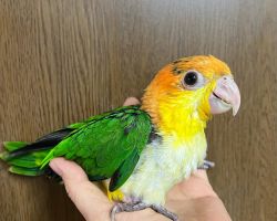 シロハラインコ雛♂