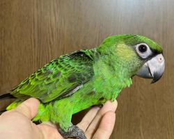 ズアカハネナガインコ♂