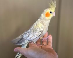 シナモンパール