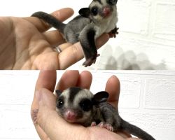 フクロモモンガ ベビー