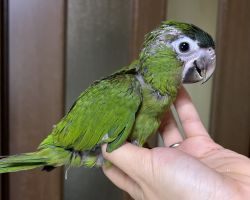 コミドリコンゴウインコ♂