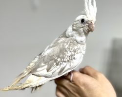 WFシナモンパールパイド