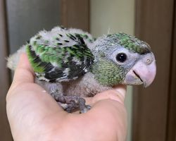 ズアカハネナガインコ♀