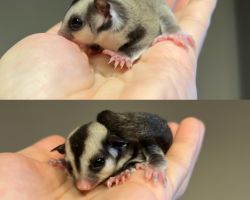 フクロモモンガ ベビー