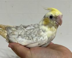 PFシナモンパールパイド