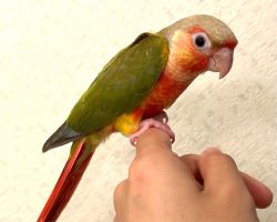 ウロコインコ