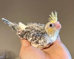 PFパールパイド