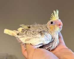 PFシナモンパールパイド