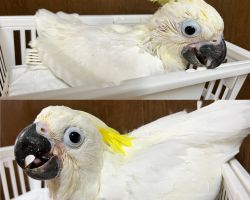 アルーキバタン♂