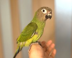 シモフリインコ♀