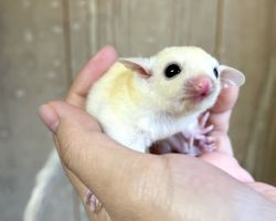 フクロモモンガ