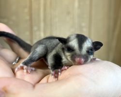 フクロモモンガ