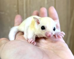 フクロモモンガ