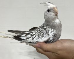 WFパールパイド