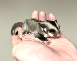 フクロモモンガ♀