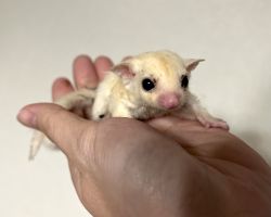 フクロモモンガ♂