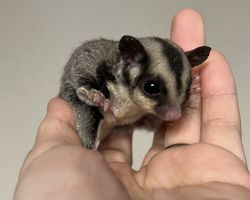 フクロモモンガ♂