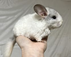 チンチラ♂