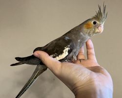 ノーマル 一人餌