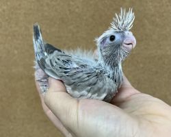 WFシナモンパイド