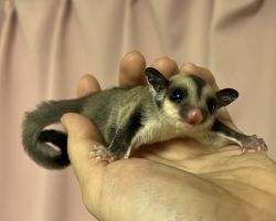 フクロモモンガ♂