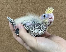 PFパールパイド