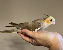 シナモン 一人餌