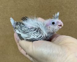 WFパールパイド