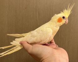 ルチノー 一人餌