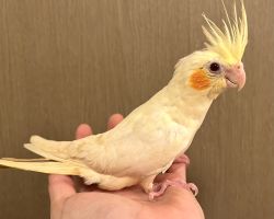 ルチノー 一人餌